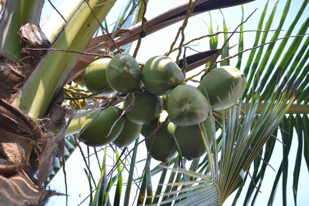 Foto de Puntarenas, Costa Rica