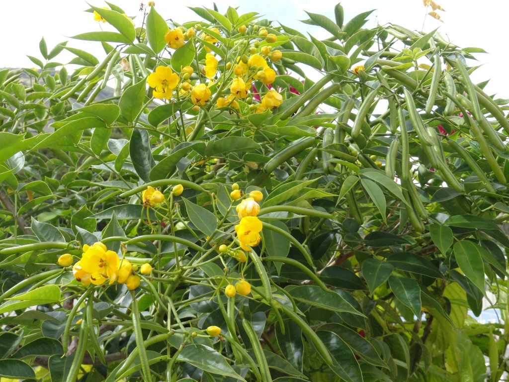 Foto: Flor - Patate (Tungurahua), Ecuador