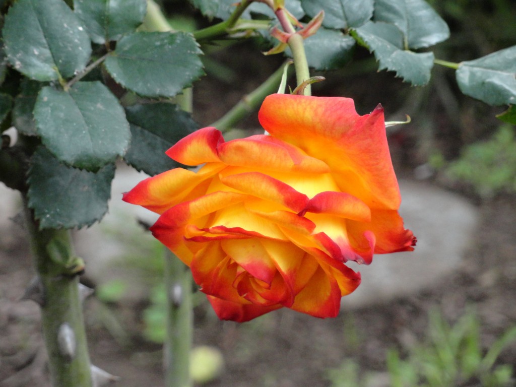 Foto: Rosa - Patate (Tungurahua), Ecuador