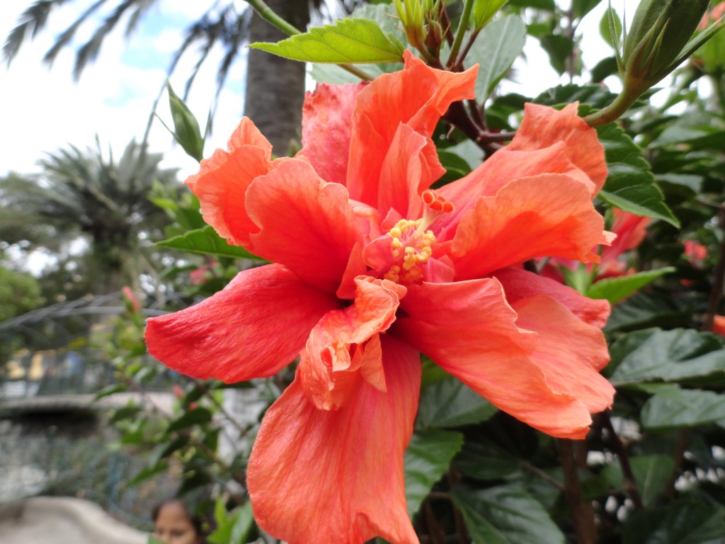 Foto: Flor - Patate (Tungurahua), Ecuador