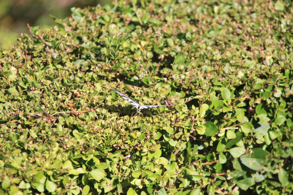 Foto: Mariposa - Ourém (Santarém), Portugal