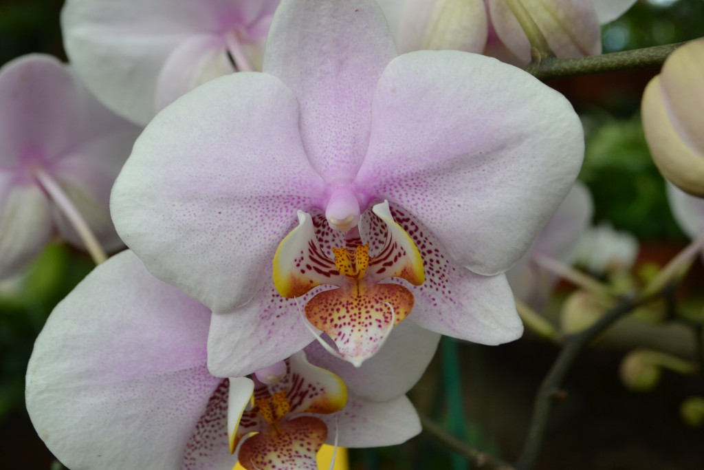 Foto: Orquideas de Costa Rica - Alajuela, Costa Rica