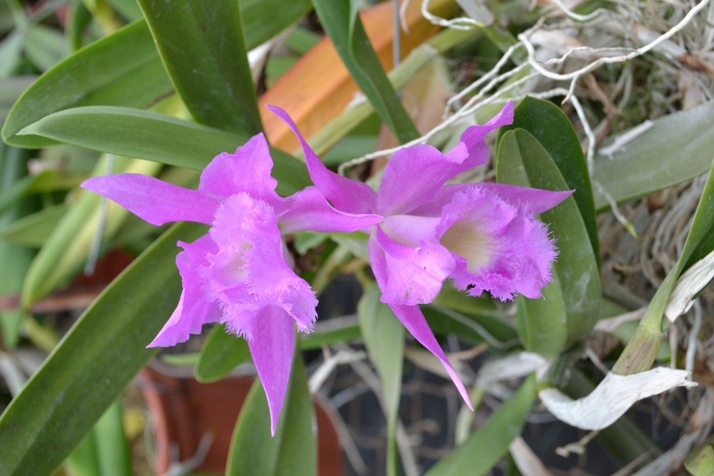 Foto: ORQUIDEAS DE COSTA RICA - Alajuela, Costa Rica