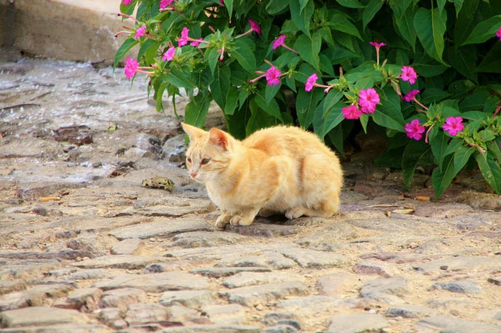 Foto: Gatito - Evoramonte (Évora), Portugal