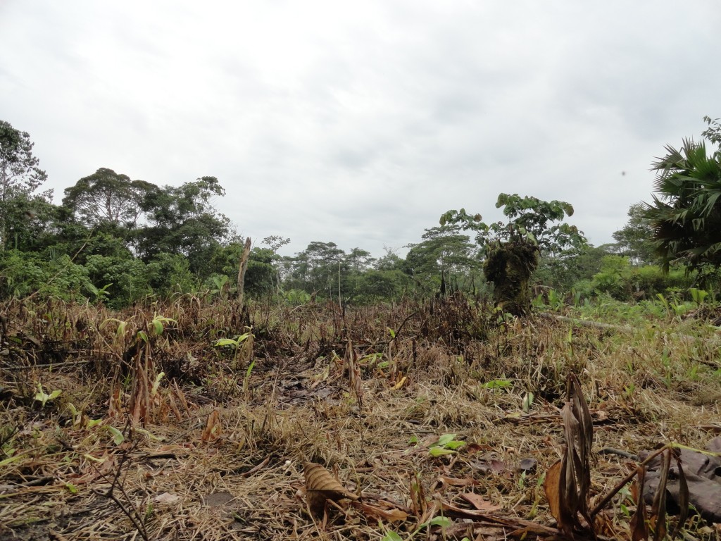 Foto: Paisaje - Madre Tierra (Pastaza), Ecuador