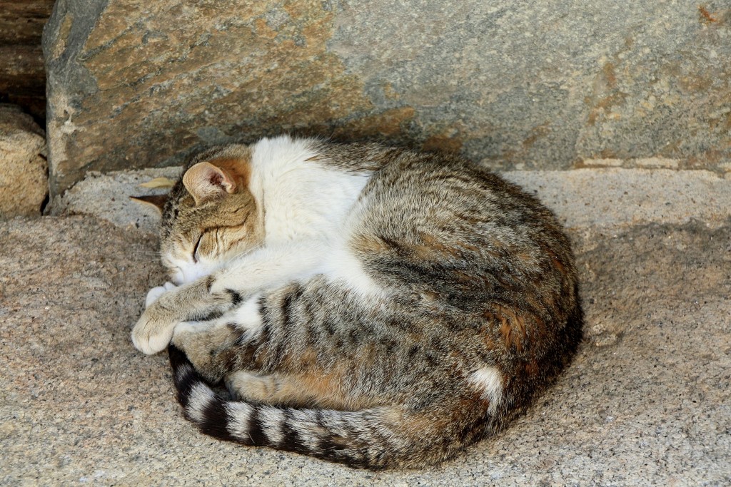 Foto: Gatito - Idanha-a-Velha (Castelo Branco), Portugal