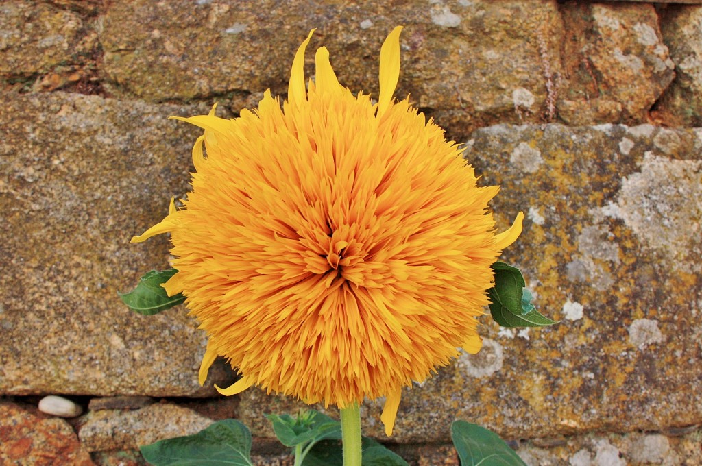 Foto: Girasol cerrado - Idanha-a-Velha (Castelo Branco), Portugal