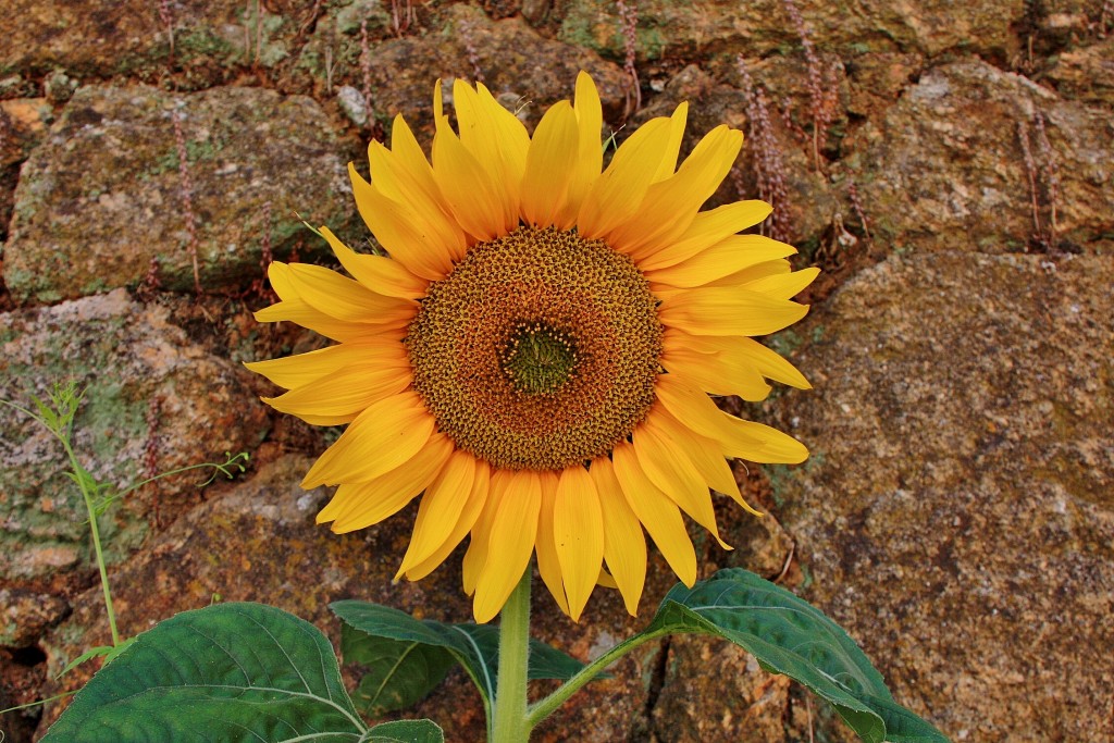 Foto: Girasol abierto - Idanha-a-Velha (Castelo Branco), Portugal