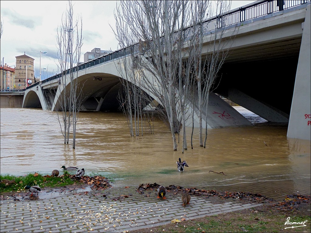 Foto: 130122-055 RIADA EN EL EBRO - Zaragoza (Aragón), España