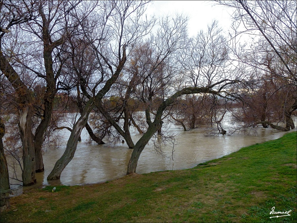 Foto: 130122-088 RIADA EN EL EBRO - Zaragoza (Aragón), España