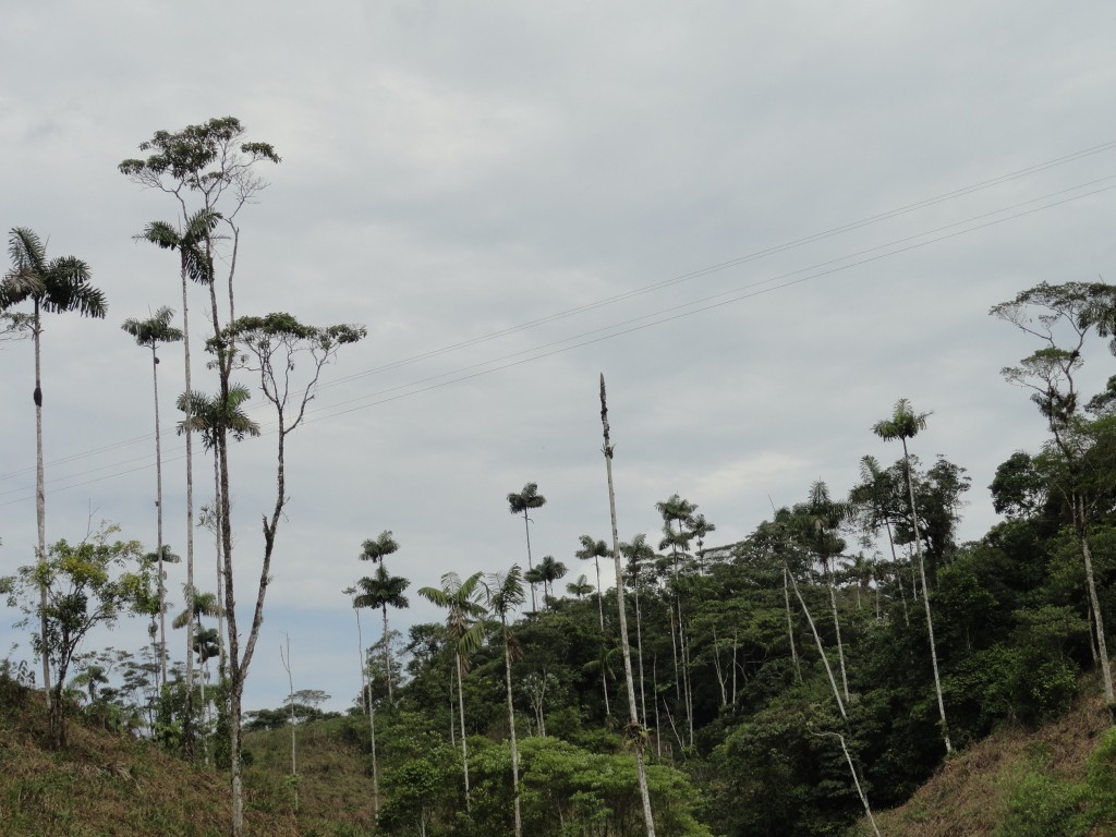 Foto: El medio ambiente - Simón Bolívar (Pastaza), Ecuador