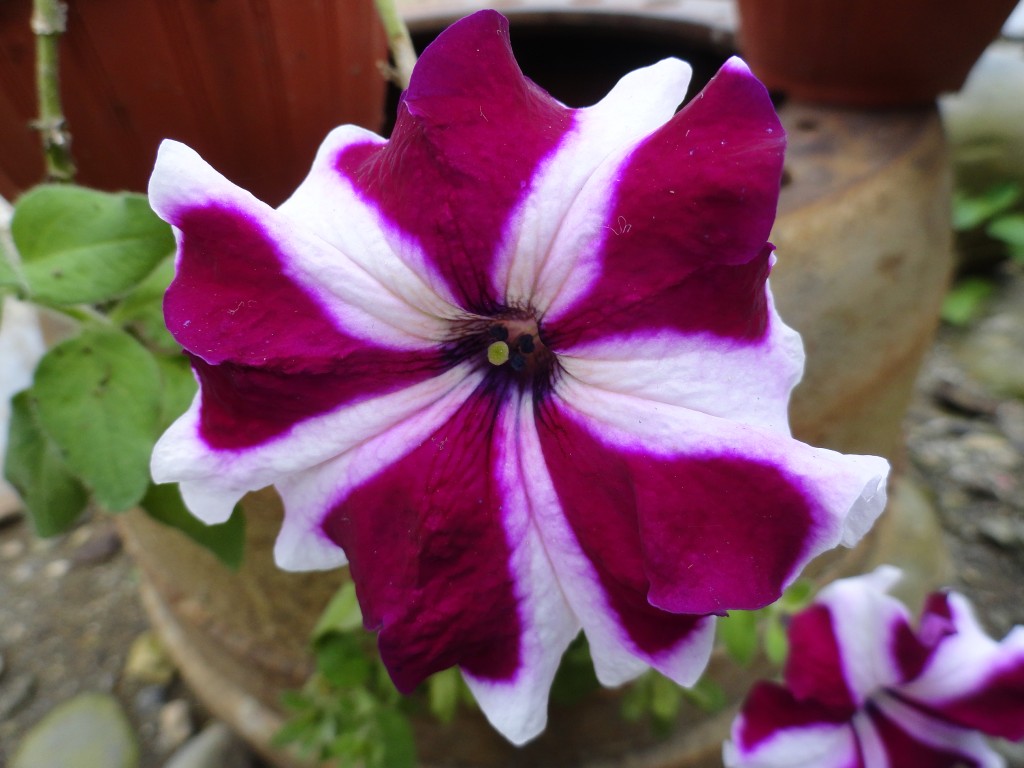 Foto: Flor - Simón Bolívar (Pastaza), Ecuador