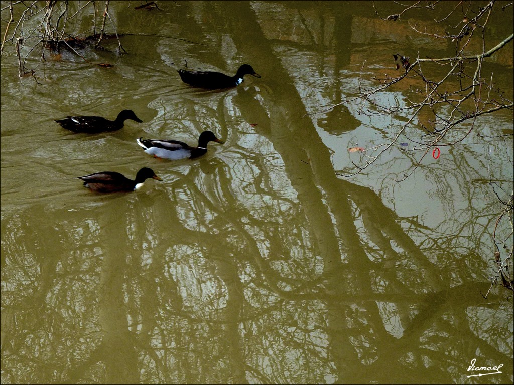 Foto: 130127-18 PARQUE DEL HUERVA - Zaragoza (Aragón), España