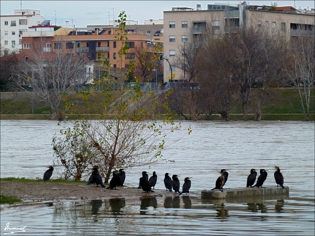 Foto: 130127-22 PARQUE DEL HUERVA - Zaragoza (Aragón), España