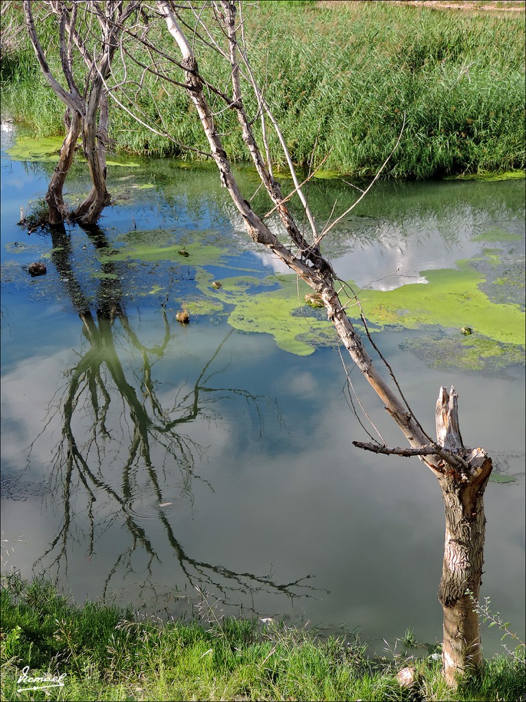 Foto: 130930-14 ORILLAS DEL EBRO - Zaragoza (Aragón), España