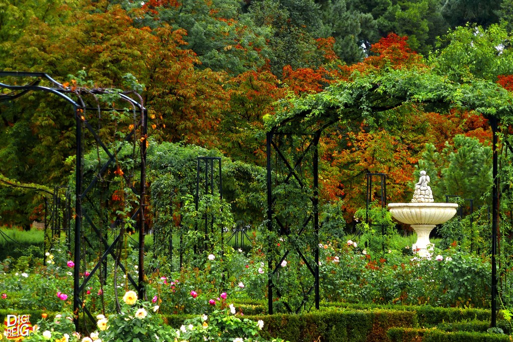 Foto: Rosaleda del Retiro en otoño. - Madrid (Comunidad de Madrid), España