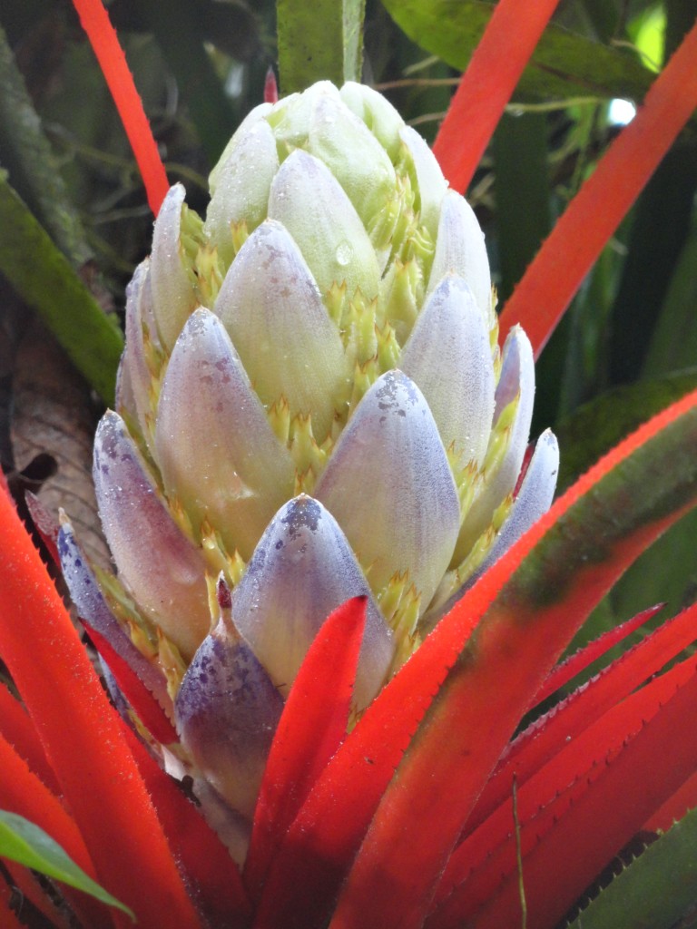 Foto: Orquidea - Shell (Pastaza), Ecuador