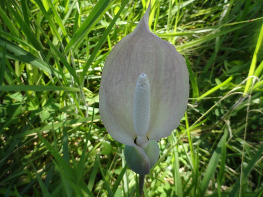 Foto: anturio - Shell (Pastaza), Ecuador