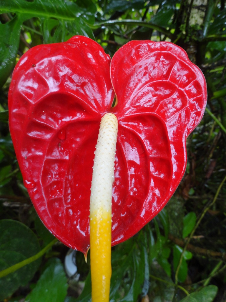 Foto: anturios - Shell (Pastaza), Ecuador