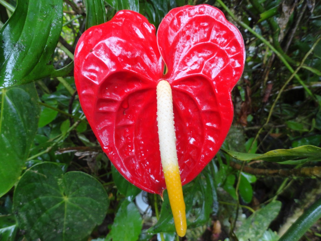 Foto: anturio - Shell (Pastaza), Ecuador