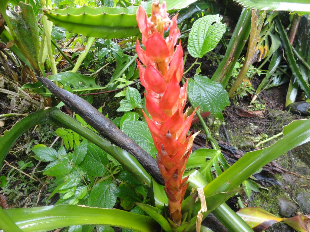 Foto: Bromelia - Shell (Pastaza), Ecuador