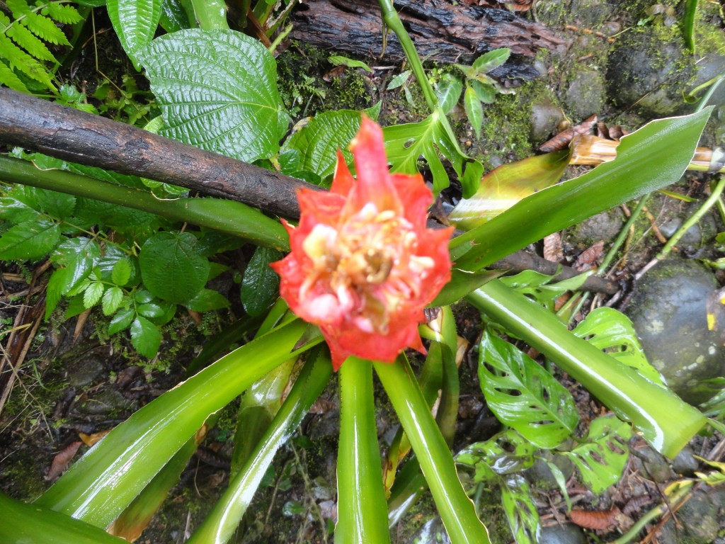 Foto de Shell (Pastaza), Ecuador