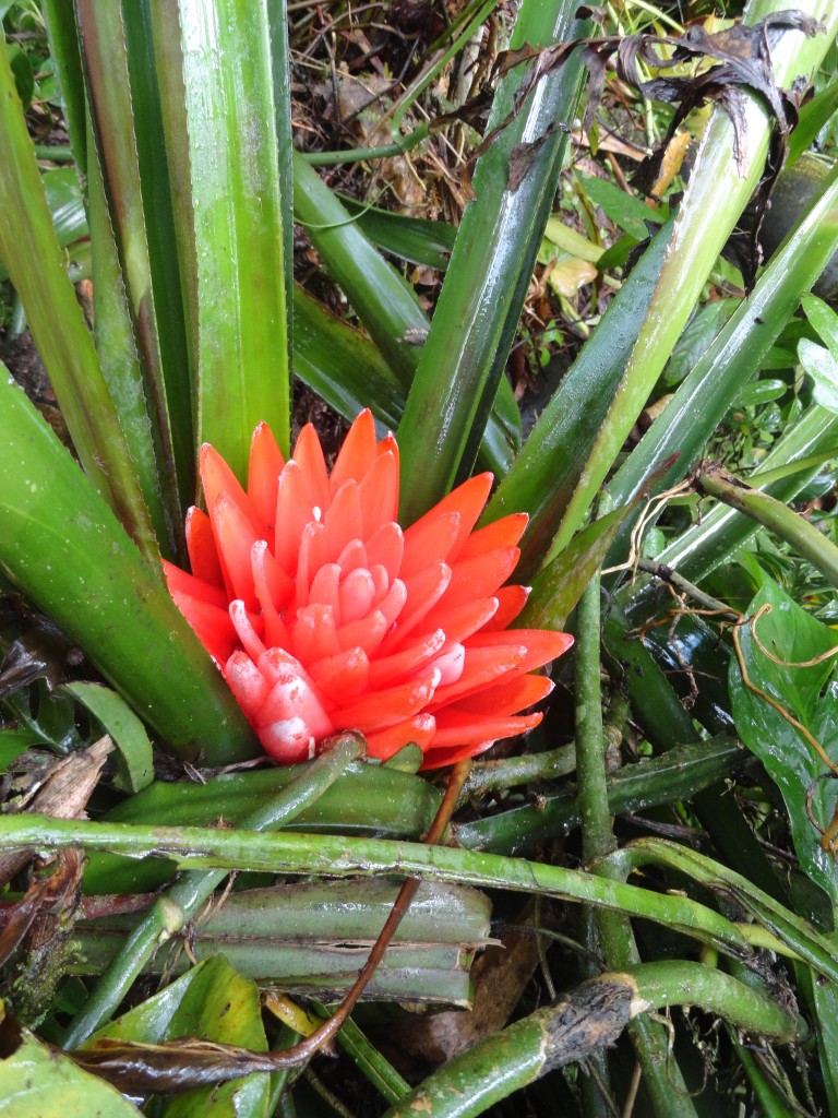 Foto: Bromelia - Shell (Pastaza), Ecuador