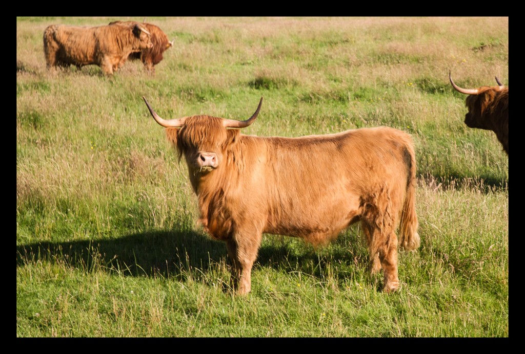 Foto de Highland (Scotland), El Reino Unido