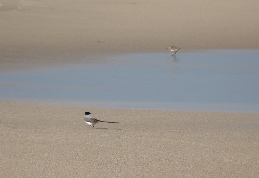 Foto: Playa del Puerto - Mar del Plata (Buenos Aires), Argentina