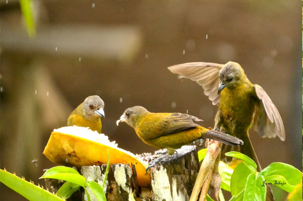 Foto de Caño Negro (Alajuela), Costa Rica