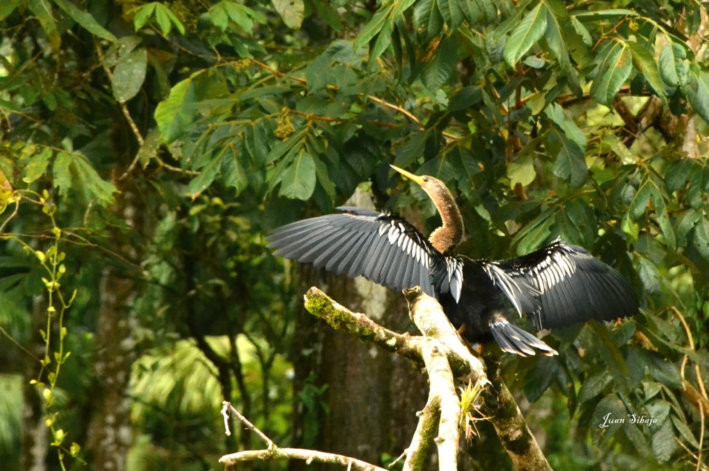 Foto de Caño Negro (Alajuela), Costa Rica