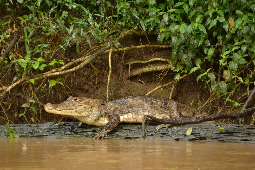 Foto de Caño Negro (Alajuela), Costa Rica