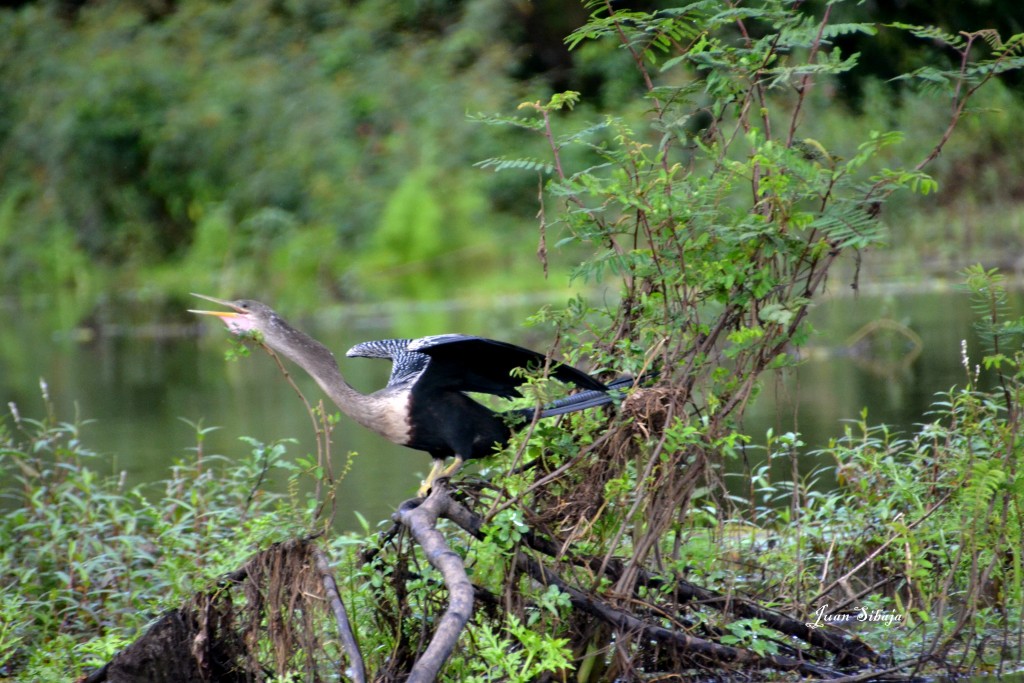 Foto de Caño Negro (Alajuela), Costa Rica