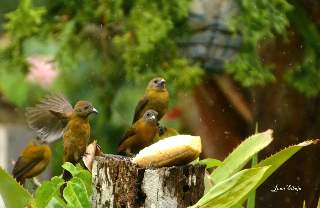 Foto de Caño Negro (Alajuela), Costa Rica