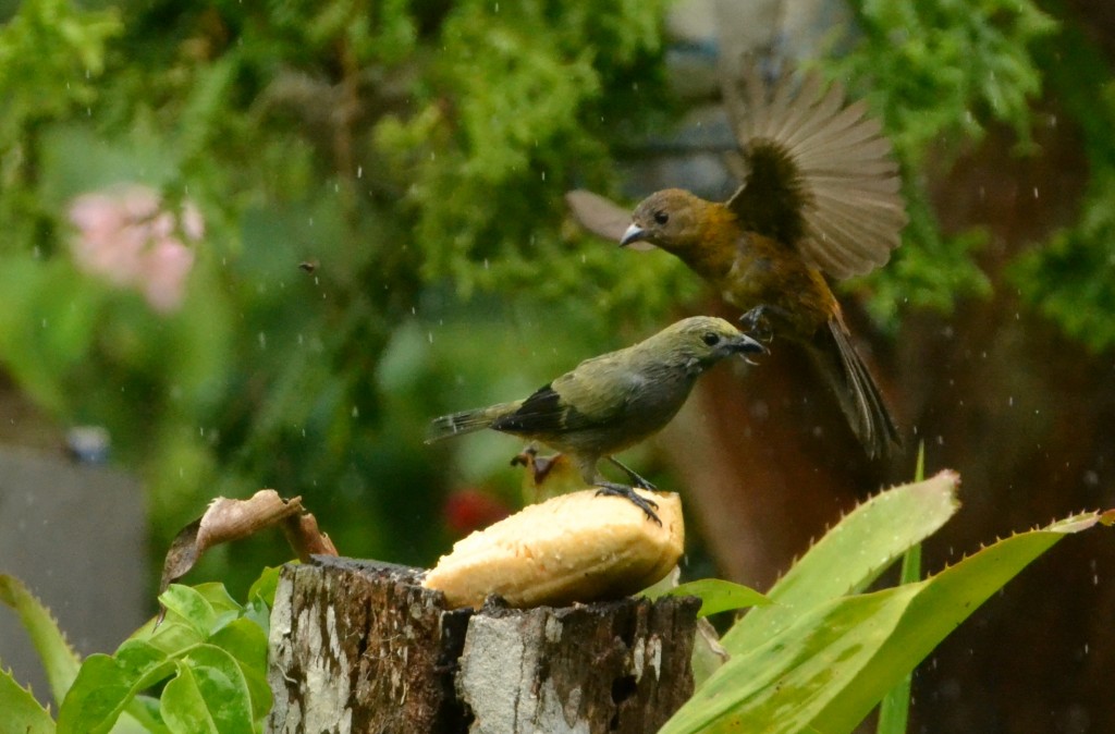 Foto de Caño Negro (Alajuela), Costa Rica