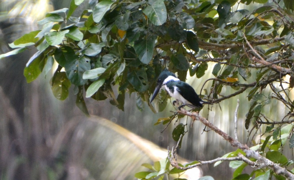 Foto de Caño Negro (Alajuela), Costa Rica