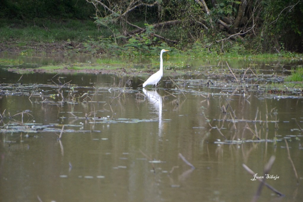 Foto de Caño Negro (Alajuela), Costa Rica