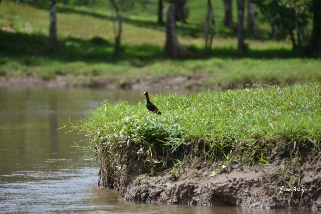 Foto de Caño Negro (Alajuela), Costa Rica