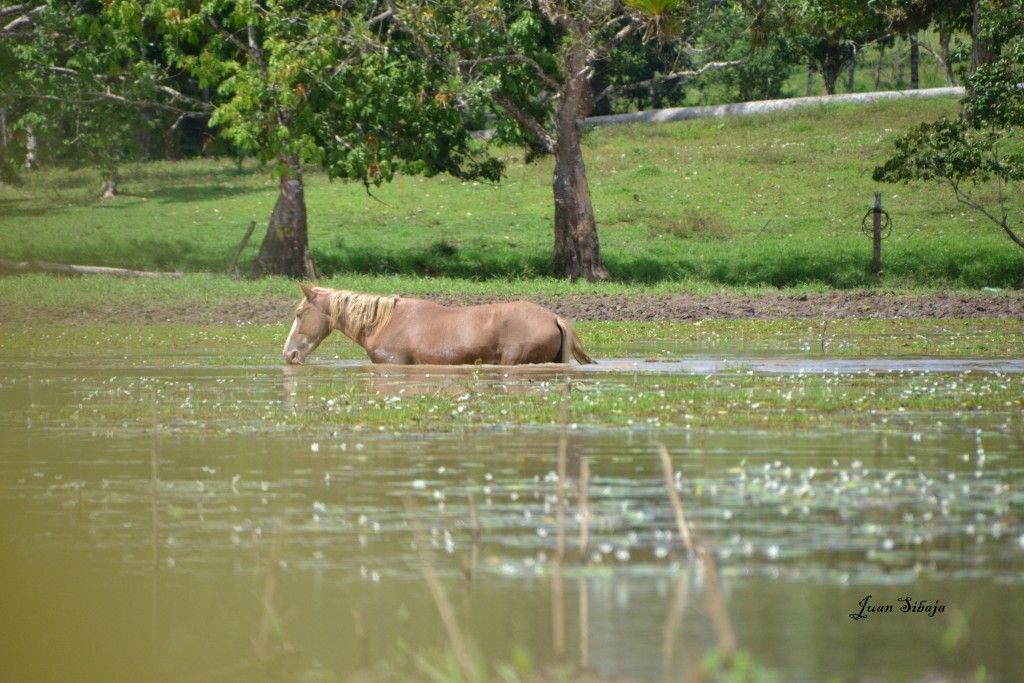 Foto de Caño Negro (Alajuela), Costa Rica