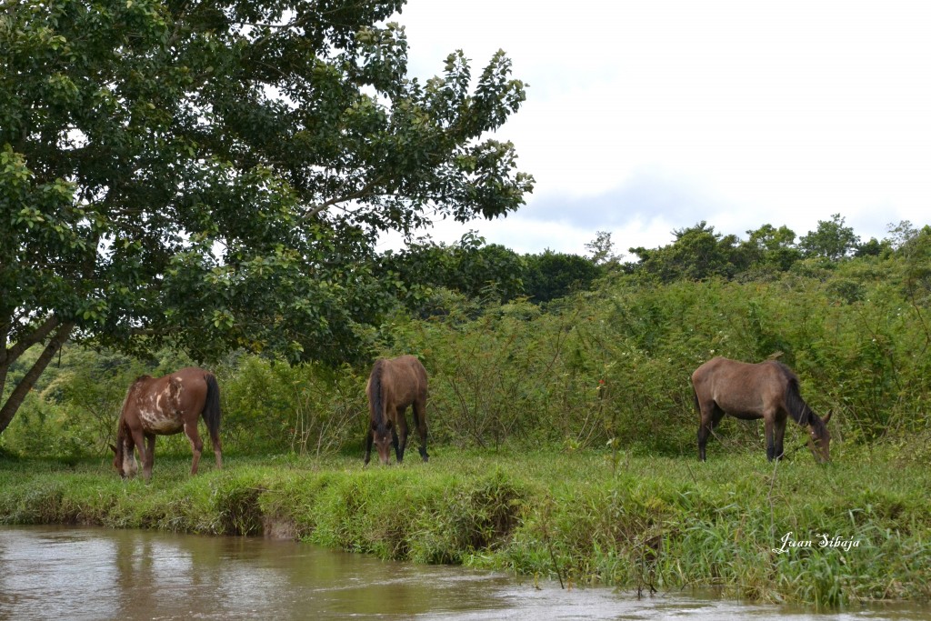 Foto de Caño Negro (Alajuela), Costa Rica