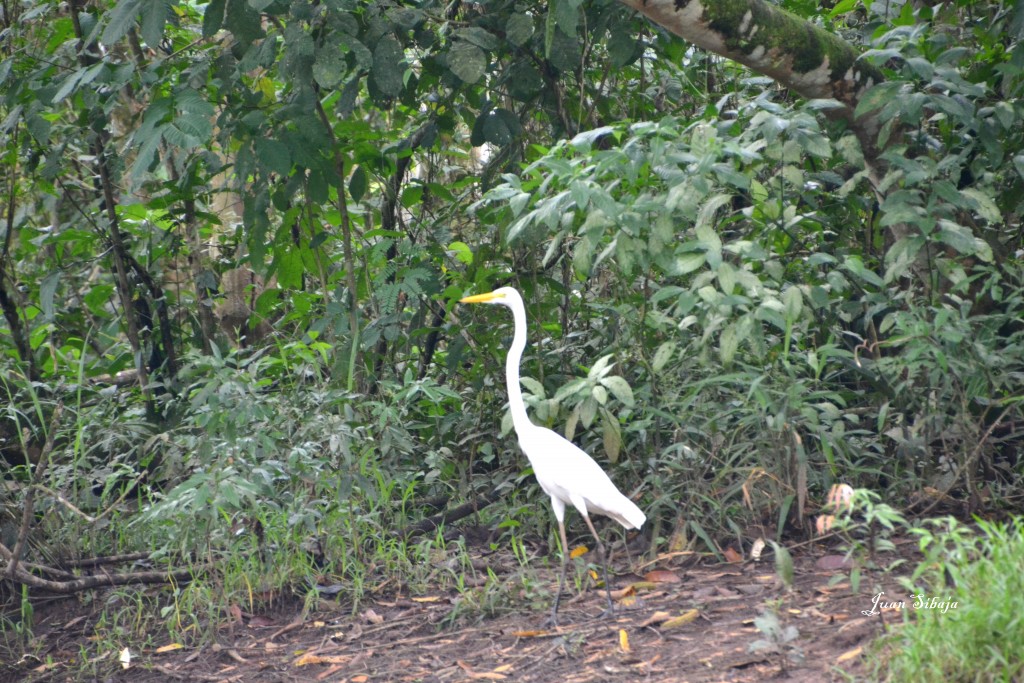 Foto de Caño Negro (Alajuela), Costa Rica