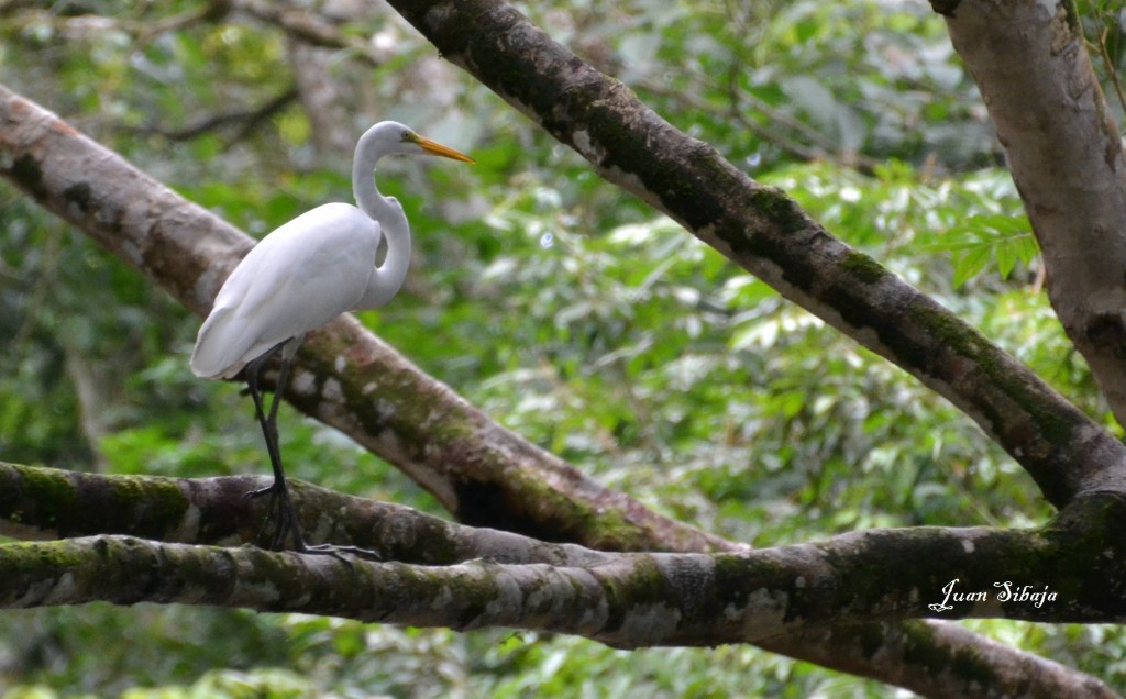 Foto de Caño Negro (Alajuela), Costa Rica