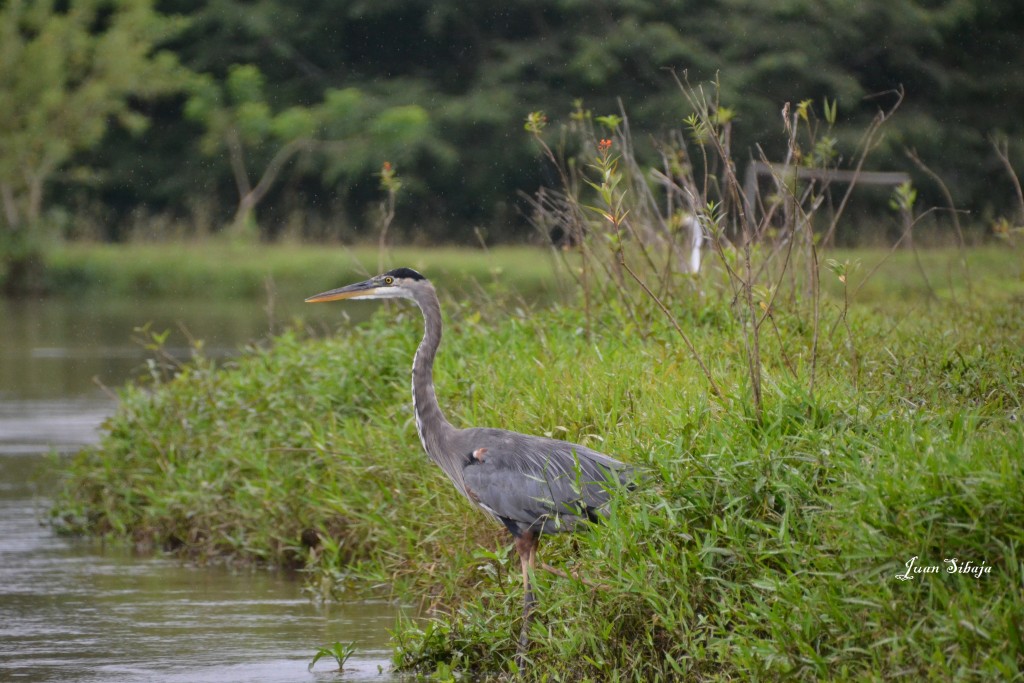 Foto de Caño Negro (Alajuela), Costa Rica