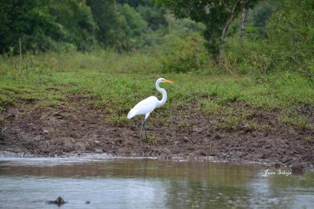 Foto de Caño Negro (Alajuela), Costa Rica