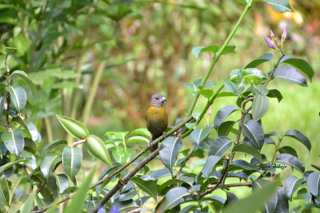 Foto de Caño Negro (Alajuela), Costa Rica