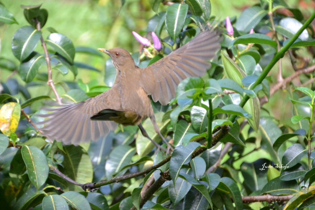 Foto de Caño Negro (Alajuela), Costa Rica