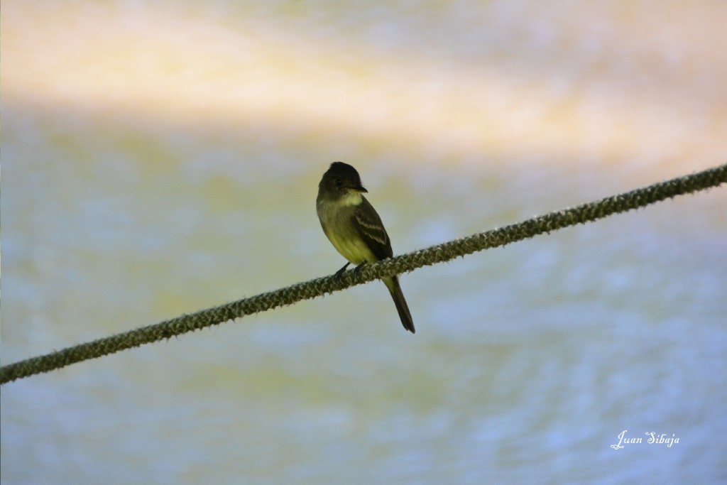 Foto de Caño Negro (Alajuela), Costa Rica