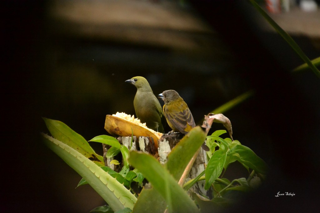 Foto de Caño Negro (Alajuela), Costa Rica