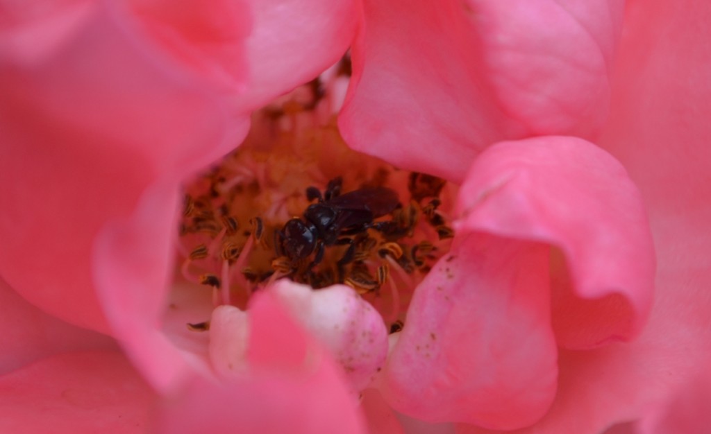 Foto de Alajuela, Costa Rica