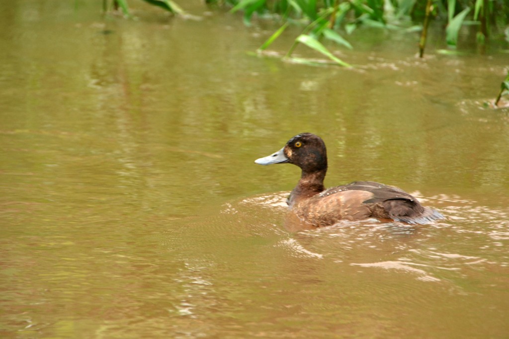 Foto de Caño Negro (Alajuela), Costa Rica